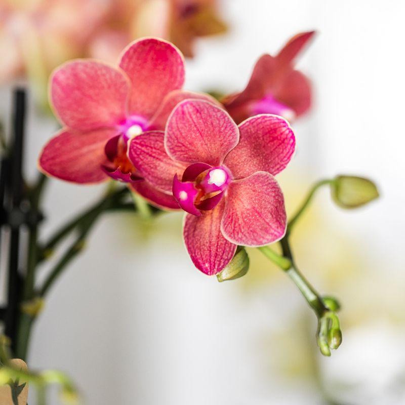 Kolibri Company | Plantenset Rode Phalaenopsis Orchidee Congo en Succulenten incl. keramieken Berry sierpotten