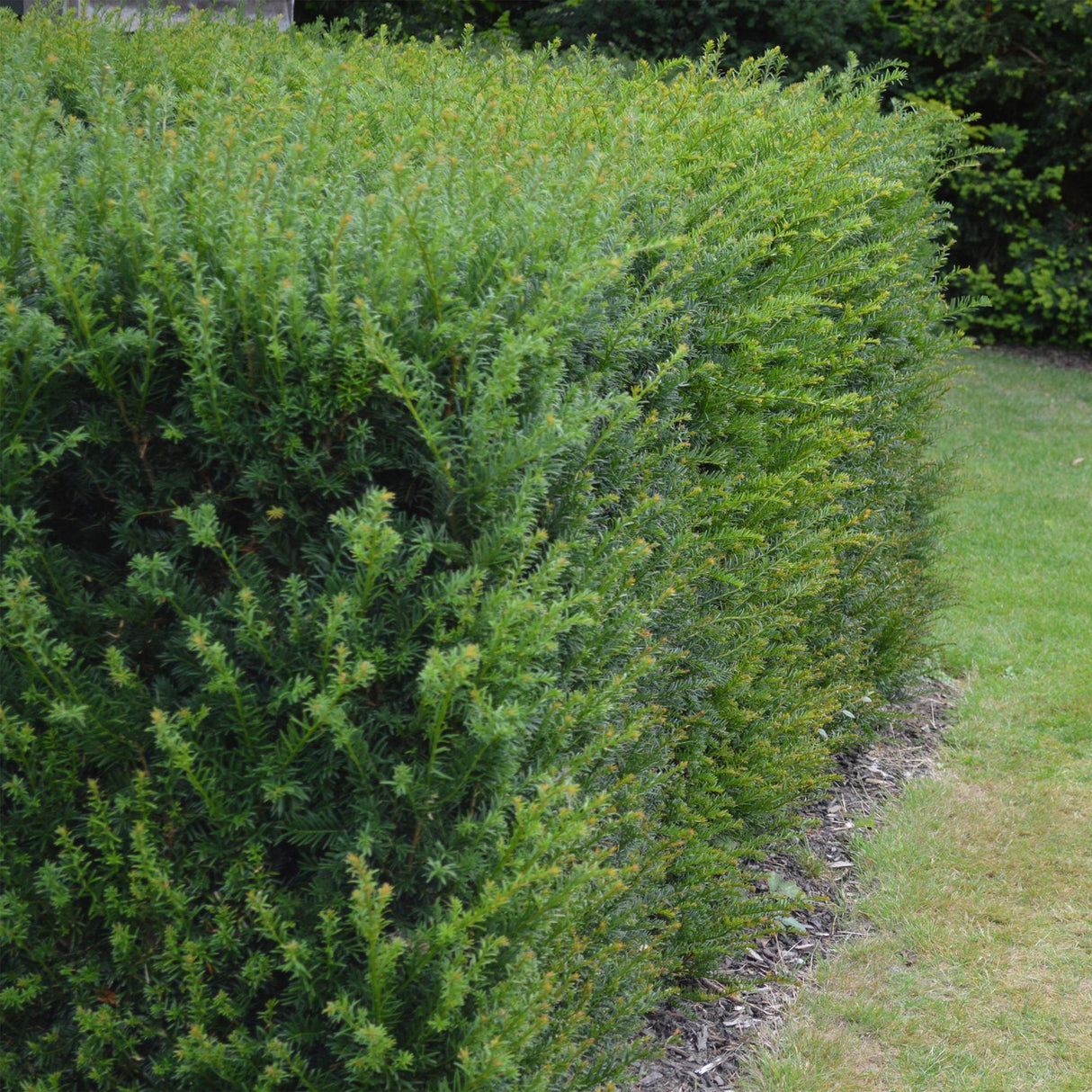 Green boutiQ - Haagplanten - Taxus baccata - blad groen - 6 planten - 1 strekkende meter - groenblijvend - pot 17cm hoogte 60cm