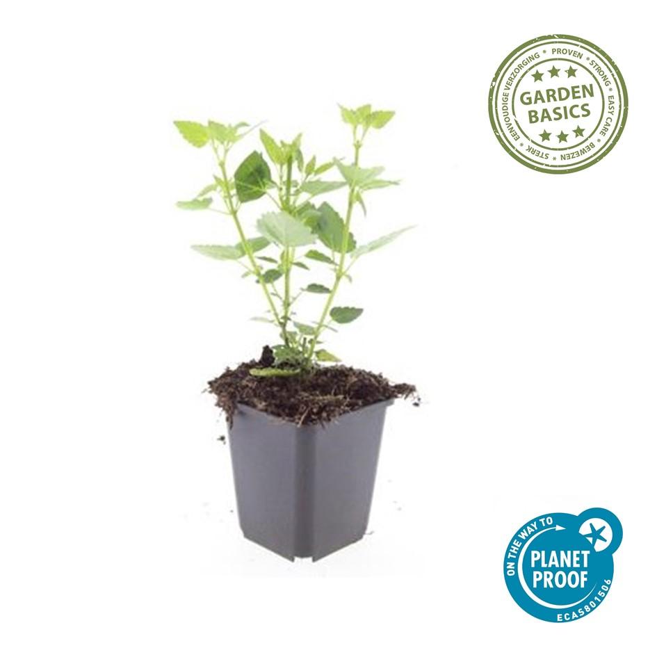 24x Agastache 'Blue Fortune' - ↕10-25cm - Ø9cm