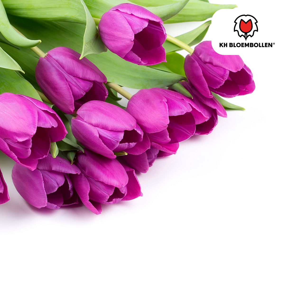 Bulbes de tulipes Purple Prince – 20 pièces | KH Bloembollen® | Tulipe violet pourpre – Puissante & Royale – Pour jardin ou pot – Taille 11/12 – Frais du producteur