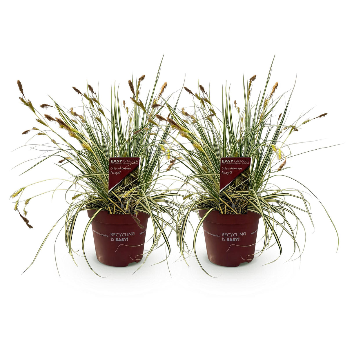 Green boutiQ - Siergrassen - Carex oshimensis Evergold - Geel & Groen - 2 Planten - Bladhoudend - Weinig Onderhoud - Pot 17cm Hoogte 50cm