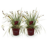 Green boutiQ - Siergrassen - Carex oshimensis Evergold - Geel & Groen - 2 Planten - Bladhoudend - Weinig Onderhoud - Pot 17cm Hoogte 50cm