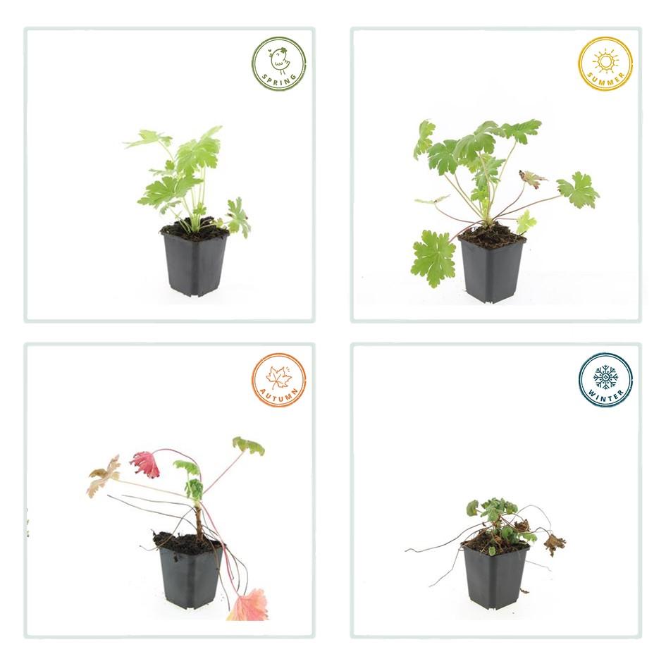 48x Geranium macr. 'Ingwersen's Var.' - ↕10-25cm - Ø9cm
