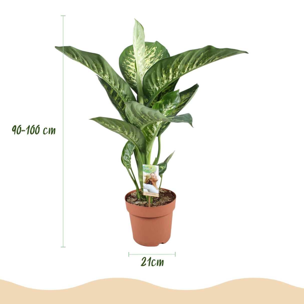 Diefenbachia Tropic Snow - Dieffenbachia - Weinig onderhoud - Groen - 1 Plant - met Potter Grijs - Pot 21cm - Hoogte 90-100cm
