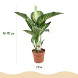 Diefenbachia Tropic Snow - Dieffenbachia - Weinig onderhoud - Groen - 1 Plant - met Potter Grijs - Pot 21cm - Hoogte 90-100cm