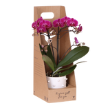 Kolibri Orchids | Paarse Phalaenopsis Orchidee - Mineral Morelia in Spike Sierpot Wit met Giftbox - Ø9 cm