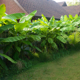 Green boutiQ - Fruitplant - Bananen plant - Musa Basjoo - Winterhard - 2 planten - Pot 12cm Hoogte 30cm