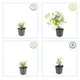 24x Ceratostigma plumbaginoides - ↕10-25cm - Ø9cm