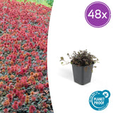 48x Acaena microphylla 'Kupferteppich' - ↕10-25cm - Ø9cm