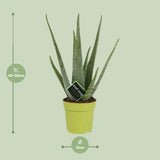 Aloe Vera / Aloe barbadensis – ↕45cm – ⌀12cm – in pot