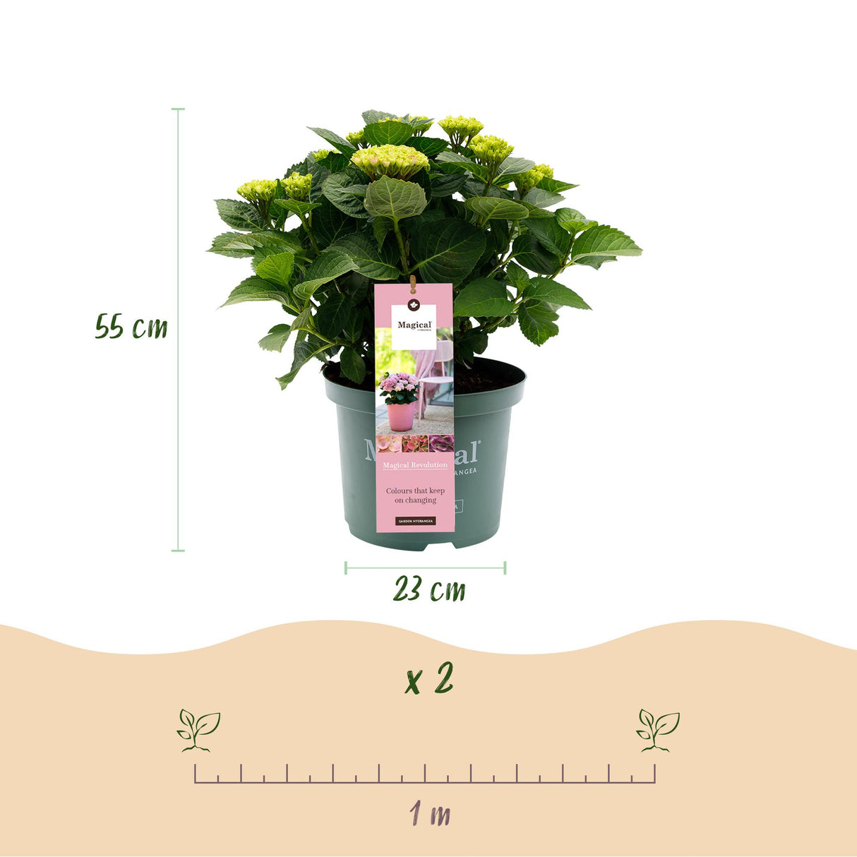 Green boutiQ - Terrasplant - Hortensia - Hydrangea Magical Revolution Pink - Pink - 6-10 Bloemen - 2 Planten - Pot 23cm Hoogte 55cm