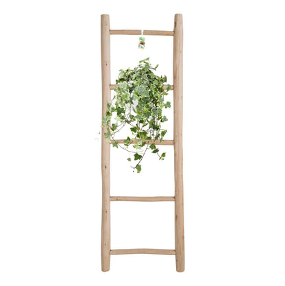 Klimop / Hedera Helix Hangplant - Ø24cm - ↕60cm