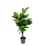 Ficus Lyrata ramifié - 140-160cm - ø 27-30cm