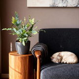 Phlebodium aureum Blue Star - Blauwe Varen - Huisdiervriendelijke Plant - Blauw - 2 Planten - met Potter Grijs - Pot 12cm - Hoogte 25cm
