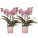 Kolibri Orchids | COMBI DEAL van 2 Phalaenopsis orchideeën - Treviso - potmaat Ø9cm | bloeiende kamerplant - vers van de kweker