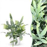 Phlebodium aureum Blue Star - Blauwe Varen - Huisdiervriendelijke Plant - Blauw - 1 Plant - met Potter Wit - Pot 12cm - Hoogte 25cm