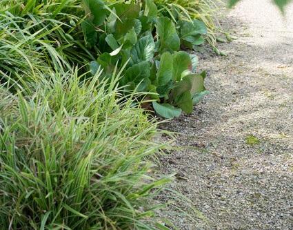 24x Bergenia cordifolia 'Herbstblüte'  - ↕10-25cm - Ø9cm