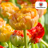 Tulpenbollen Gudoshnik Double – 20 Stuks | KH Bloembollen® | Geel, Oranje & Rode Dubbelbloemige Tulp – Pioenachtig & Kleurrijk – Voor Tuin of Pot – Maat 11/12 – Vers van de Teler