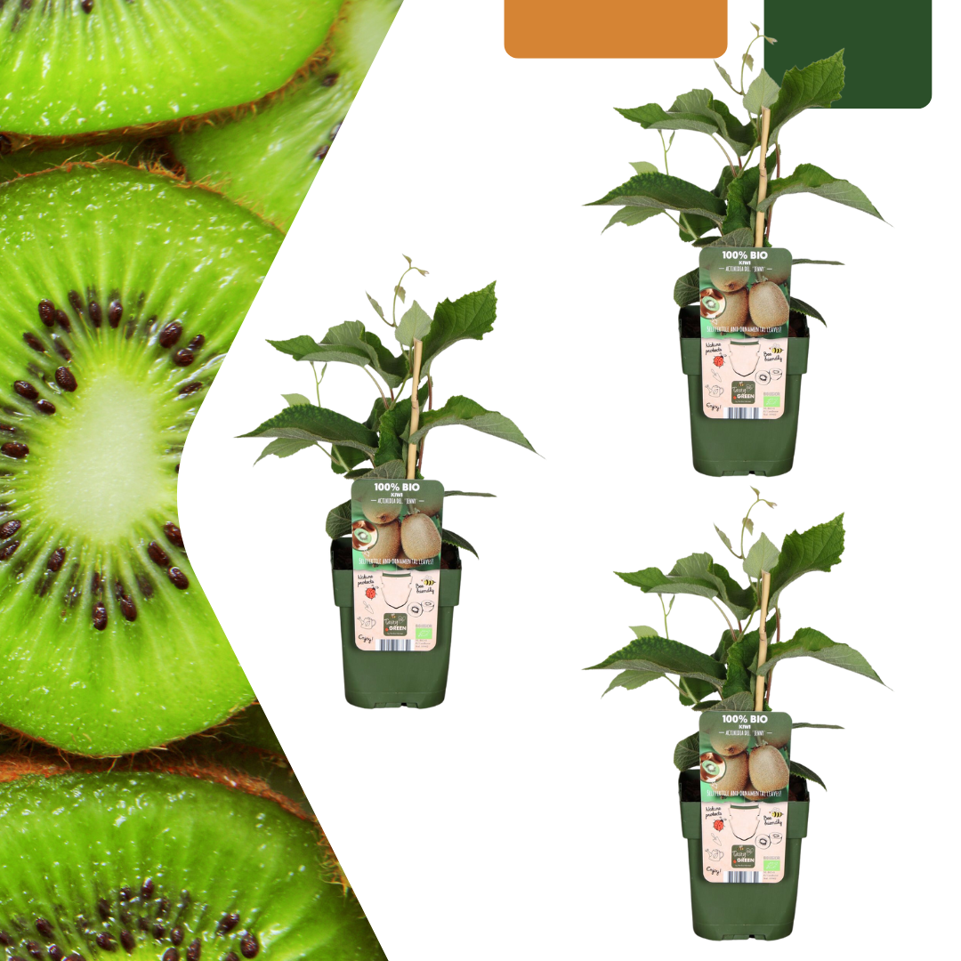 3 x Biologische kiwiplanten - ↕20 cm - Ø 13 cm
