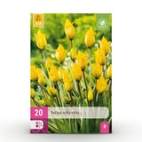 Green boutiQ - Bulbes de fleurs - Tulipe Sylvestris - Couleur Jaune - 20 pièces - Taille du bulbe 5/6 - Pack XXL