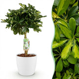 Schefflera Gold Capelle - Vingerboom - Weinig onderhoud - Groen - goud - 1 Plant - met Potter Wit - Pot 21cm - Hoogte 70-80cm