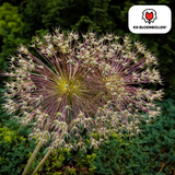 allium schubertii 5 stuks