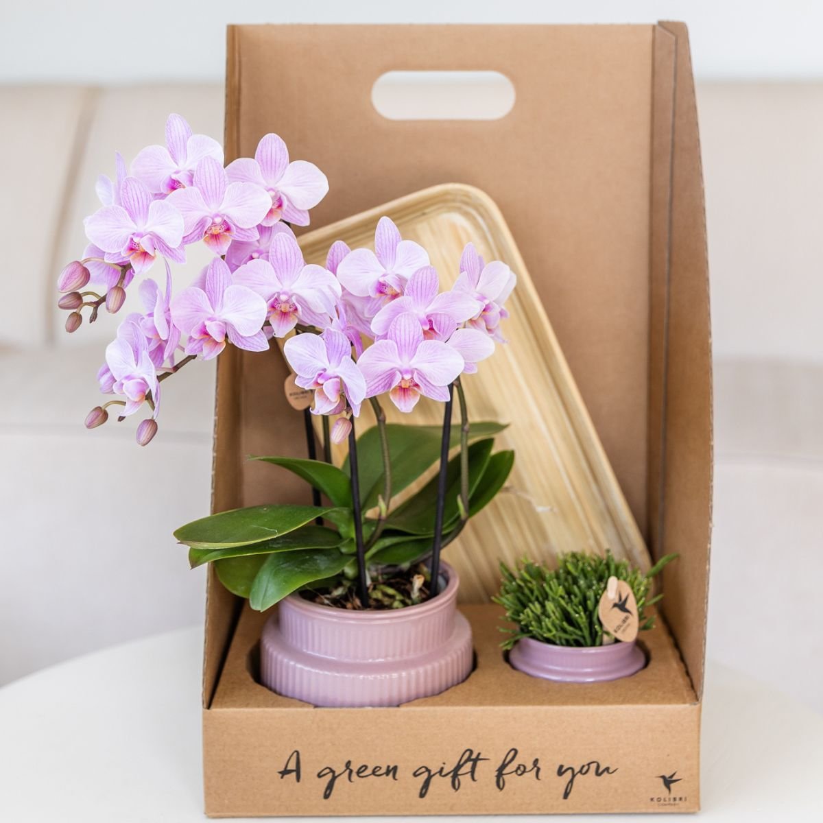 Kolibri Orchids | Gift Set Allure Paars - Roze-Paarse Phalaenopsis Orchidee Mineral Frederikstad & Succulent