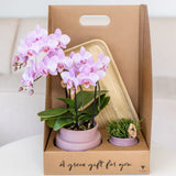 Kolibri Orchids | Gift Set Allure Paars - Roze-Paarse Phalaenopsis Orchidee Mineral Frederikstad & Succulent
