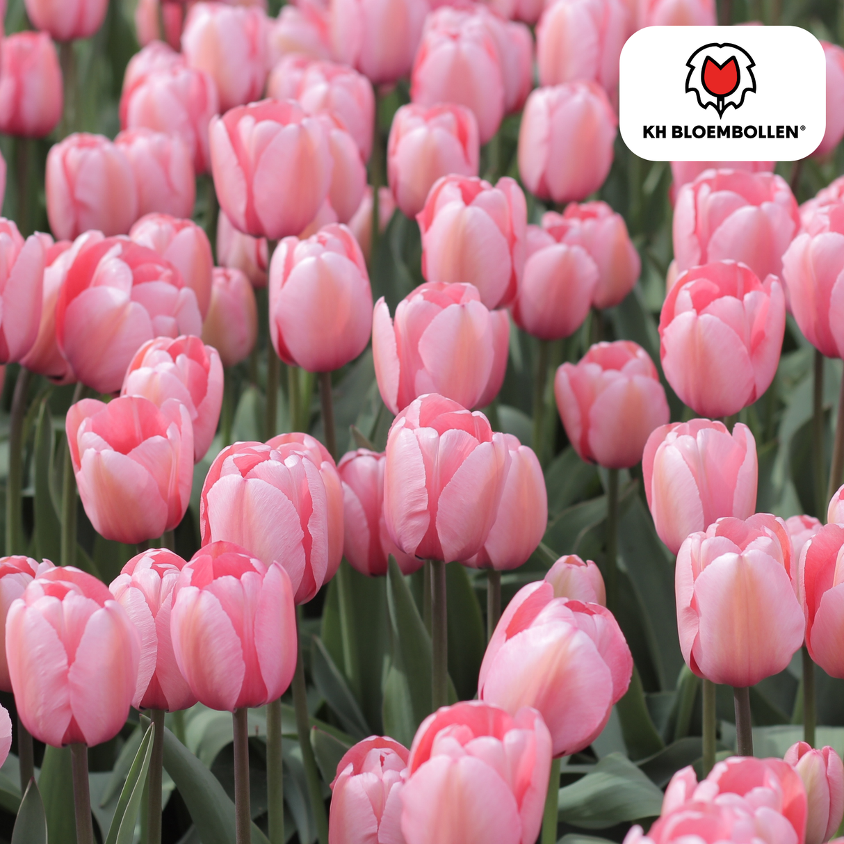 Bulbes de tulipes Apricot Delight – 20 pièces | KH Bloembollen® | Tulipe rose abricot – Douce & fraîche – Cadeau pour jardin ou pot – Taille 11/12 – Frais du producteur !