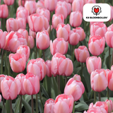 Bulbes de tulipes Apricot Delight – 20 pièces | KH Bloembollen® | Tulipe rose abricot – Douce & fraîche – Cadeau pour jardin ou pot – Taille 11/12 – Frais du producteur !