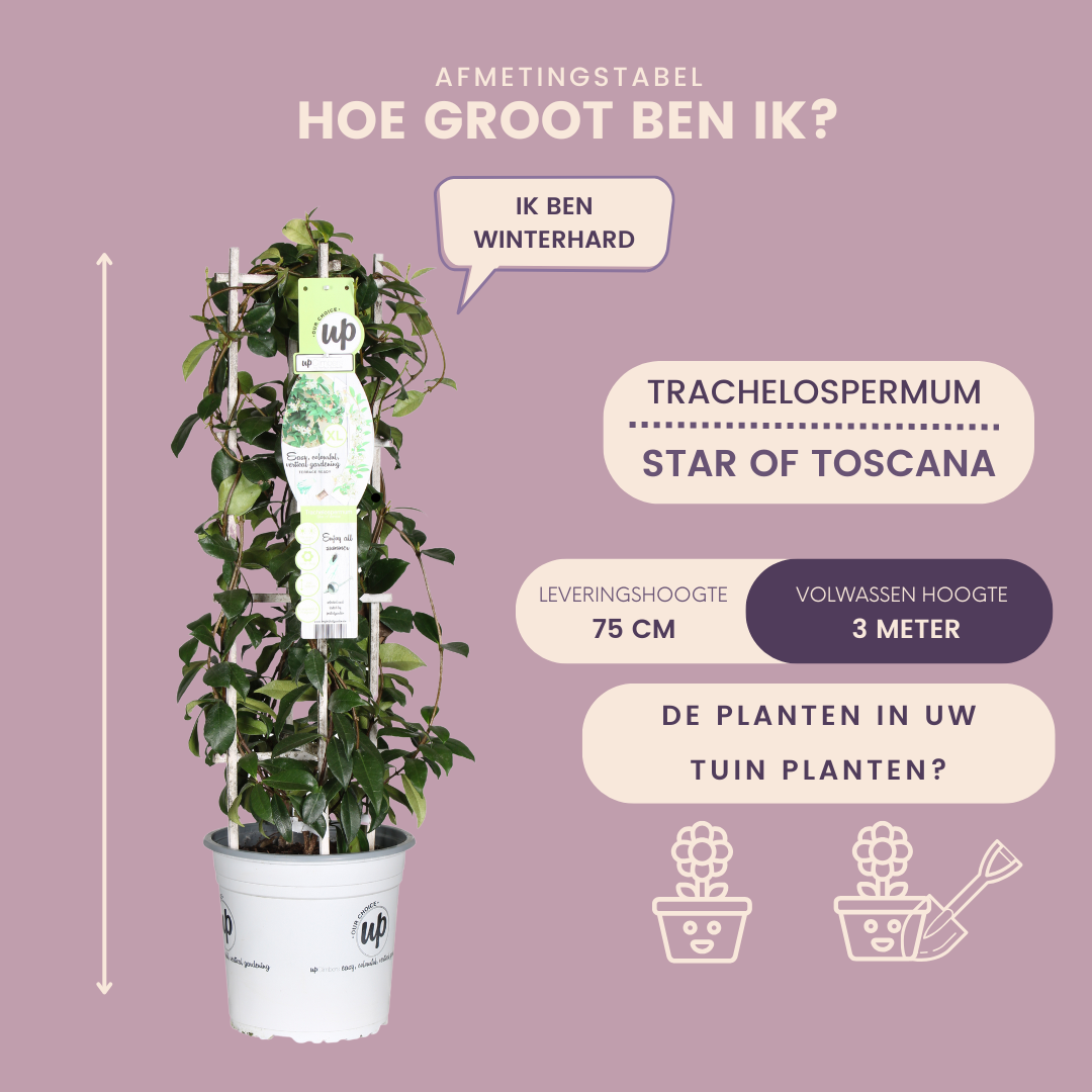 Gele Toscaanse Jasmijn - Trachelospermum asiaticum 'Yellow Star' - Ø 23 cm - ↨ 75 cm