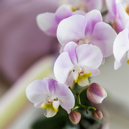 Kolibri Orchids | COMBI DEAL van 2 Phalaenopsis orchideeën - Portugal - potmaat Ø9cm | bloeiende kamerplant - vers van de kweker