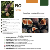 3 x Biologische Vijgenbomen - ↕20 cm - Ø 13 cm