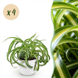 Chlorophytum comosum Bonnie - Krullende Graslelie - Huisdiervriendelijke Plant - Groen - 4 Planten - met Potter Wit - Pot 12cm - Hoogte 20cm
