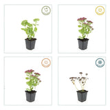 48x Sedum 'Herbstfreude' - ↕10-25cm - Ø9cm