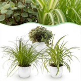 Cyperus - Calissia - Chlorophytum - Mix van 3 - Huisdiervriendelijke Planten - Groen - 3 Planten - met Potter Wit - Pot 12cm - Hoogte 20cm