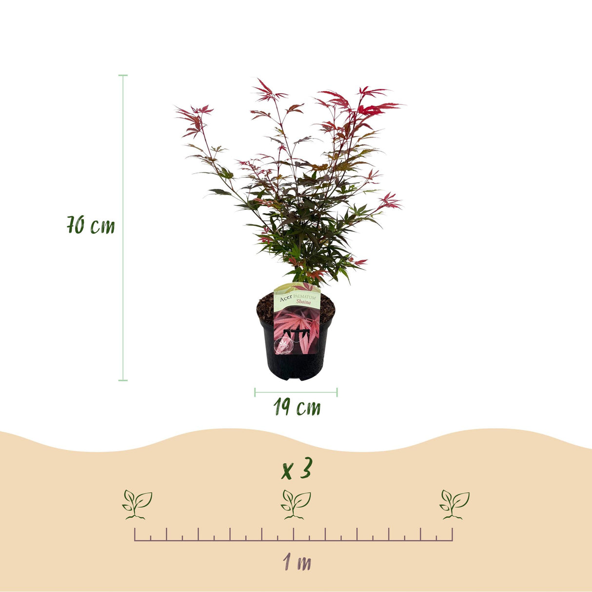 Green boutiQ - Terrasplant - Japanse Esdoorn - Acer palmatum Shaina - Rood - 2 Planten - Bladverliezend - Pot 19cm Hoogte 70cm