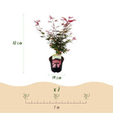 Green boutiQ - Terrasplant - Japanse Esdoorn - Acer palmatum Shaina - Rood - 2 Planten - Bladverliezend - Pot 19cm Hoogte 70cm