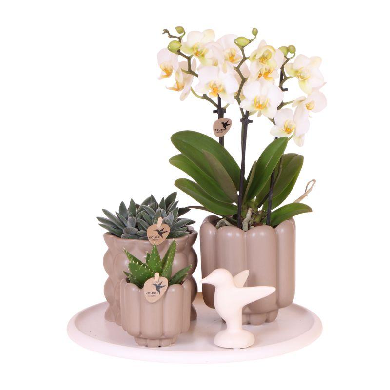 Kolibri Orchids | Gift Set Slow Living | Groene planten met witte Phalaenopsis orchidee Lausanne in keramieken sierpotten beige op wit dienblad