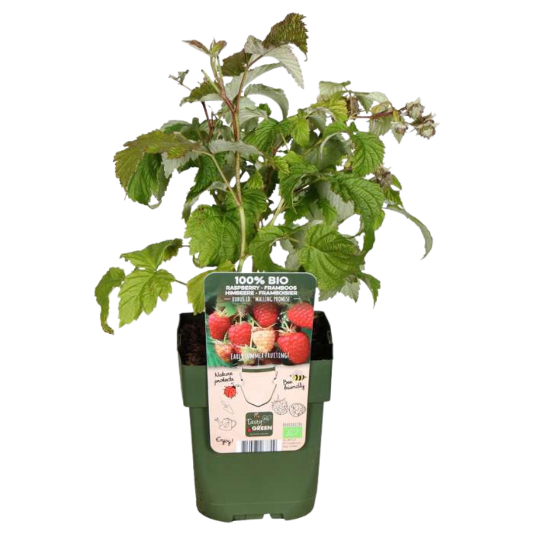 6 x biologische frambozenplanten - Ø 13 cm - ↨ 20 cm