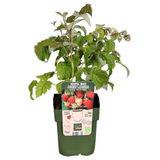 6 x biologische frambozenplanten - Ø 13 cm - ↨ 20 cm