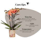 Kolibri Orchids | Gift Set Allure Wit - Oranje Phalaenopsis Orchidee Mineral Bolzano & Succulent