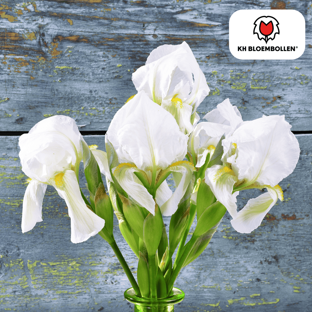 Iris Alaska 25 Stück