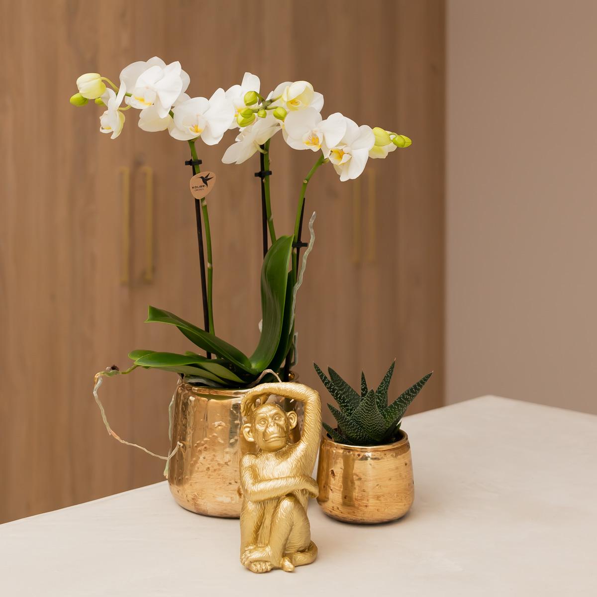 Kolibri Orchids | witte Phalaenopsis orchidee potmaat Ø9cm | Amabilis | bloeiende kamerplant - vers van de kweker
