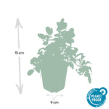24x Ajuga reptans - ↕10-25cm - Ø9cm