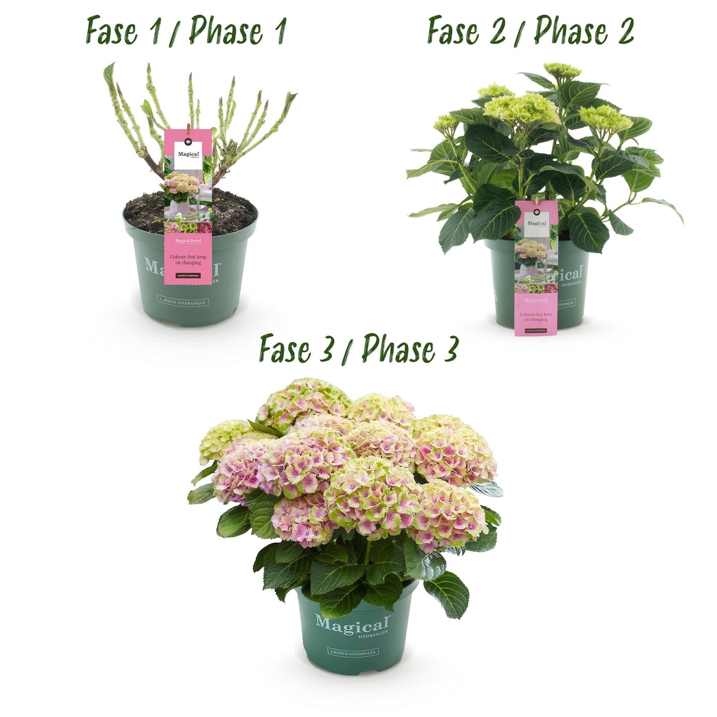 Green boutiQ - Terrasplant - Hortensia - Hydrangea Magical Jewel Pink - Roze - 6-10 Bloemen - Pot 23cm Hoogte 55cm