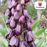 Fritillaria / Kaiserkrone Purple Favorite 5 Stück