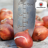 Tulpenbollen Tres Chic Mix – 20 Stuks | KH Bloembollen® | Rood, Geel & Witte Tulpen – Stijlvol, Fris & Kleurrijk – Voor Tuin of Pot – Maat 11/12 – Vers van de Teler