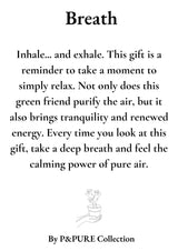 Nephrolepis Green Lady Gift "Breath" WITH GREETING CARD! - Ø12cm - ↕35cm