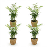 Chamaedorea elegans - Goudpalm - Huisdiervriendelijke Plant - Groen - 4 Planten - met Mand - Pot 12cm - Hoogte 15cm